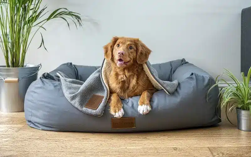 نصائح للتعامل مع الكلاب الكسولة