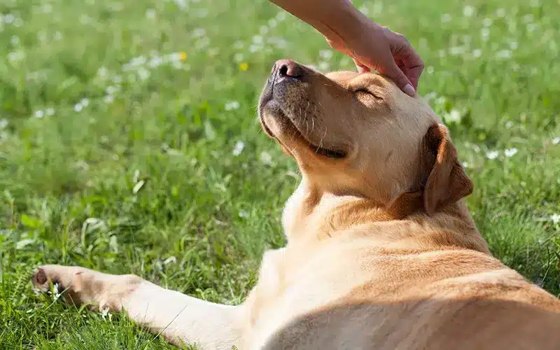 نصائح للتعامل مع الكلاب الكسولة