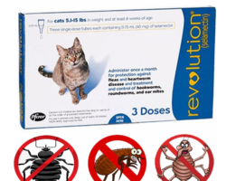 أمبولات للقضاء على القمل والطفيليات للقطط البالغة – ريفليوشن Revolution (امبولة)