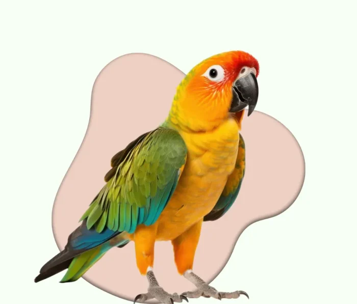 new birds category image