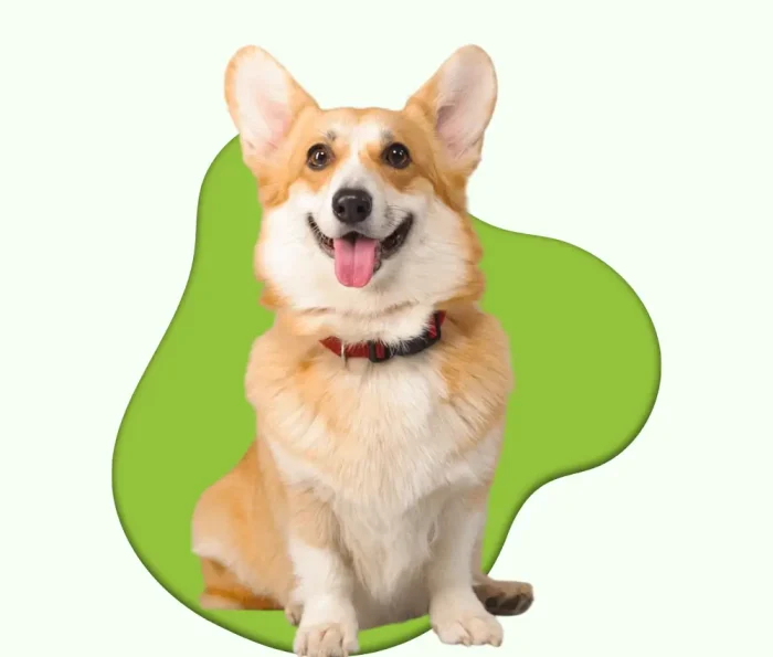 new dog category image