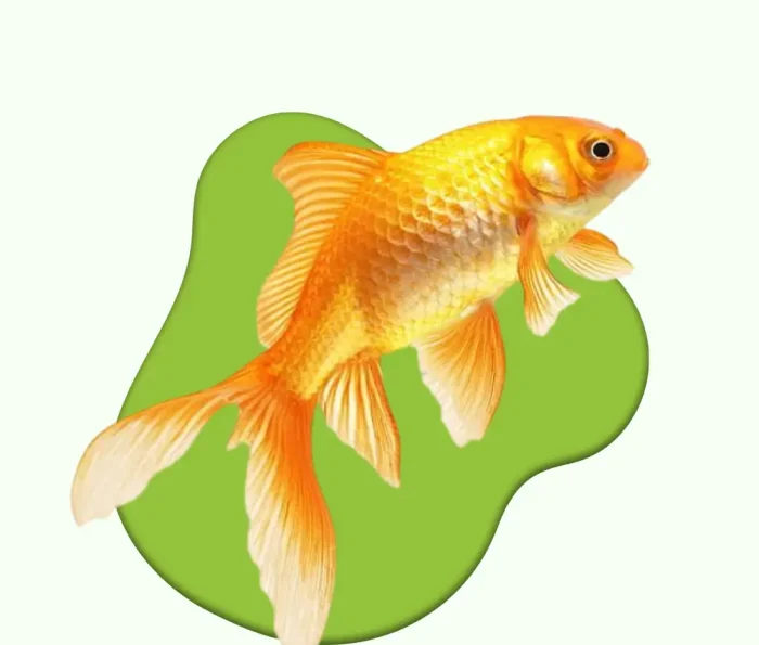 new fish category image