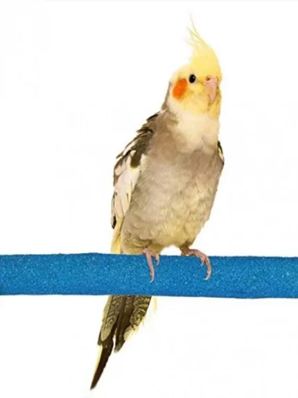 مجثم الكالسيوم الصحي للطيور الصغيرة 20 سم