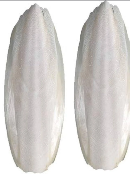 عظم الحبار للطيور (حبار) لتقوية المنقار والبيض